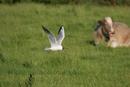 7709 Black Headed Gull (larus ridbundus) Hunting on Meadow Land